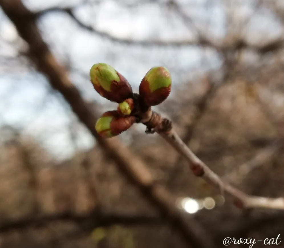 WaterMark_2019-03-10-18-02-42.jpg