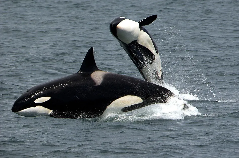 killer-whales-1945411_960_720.jpg