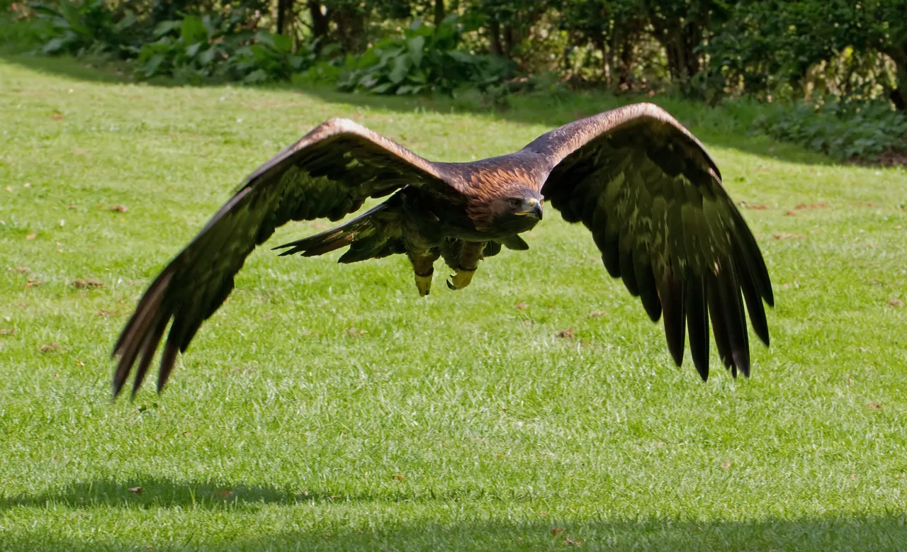 Golden_Eagle_11a_(6026732299).jpg