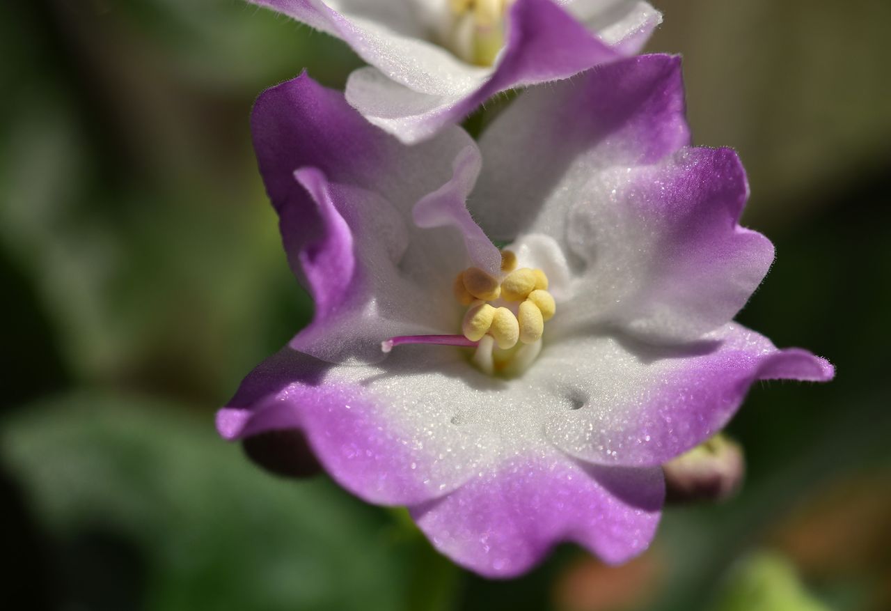 african wiolet qhite-purple 4.jpg