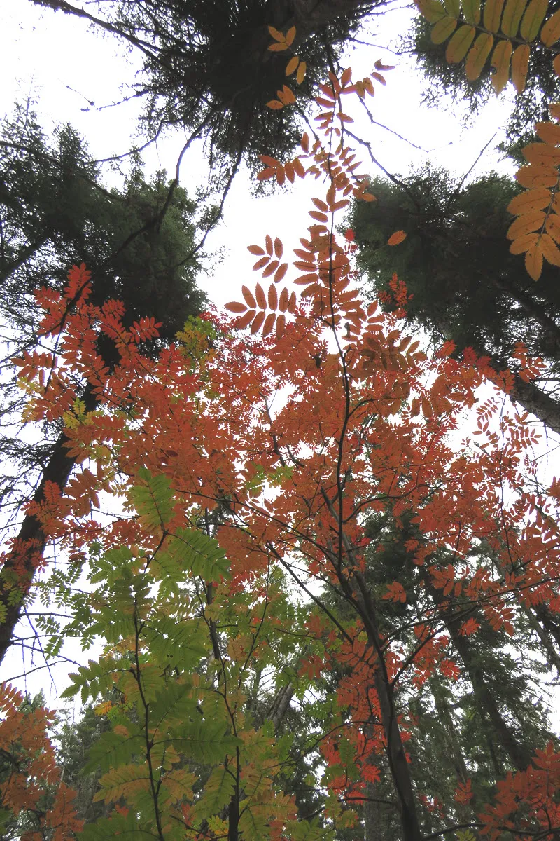 looking uyp at moutain ash and spruce trees.JPG