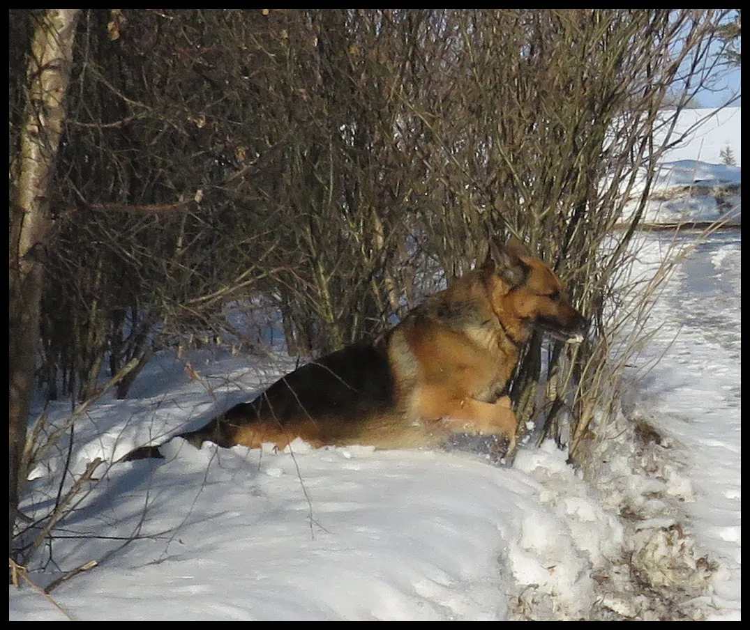 Bruno leaping out of bush through deep snow.JPG