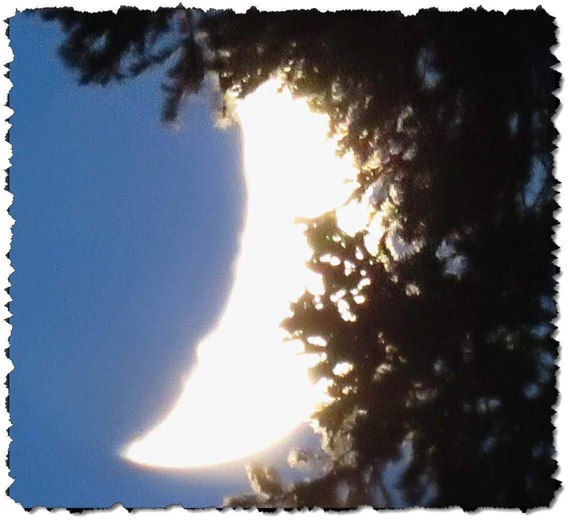 bright cresent moon cradled in spruce branch.JPG