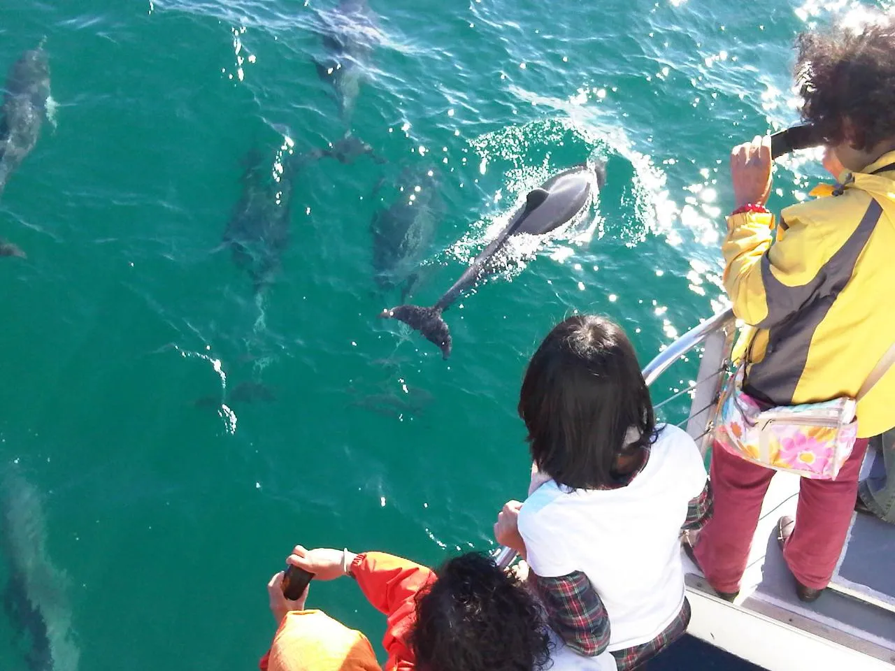 dolphins_at_callala_jervis_bay_lg.jpg