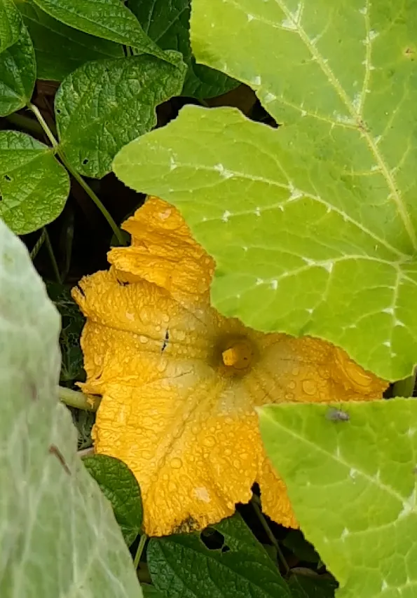 Pumpkin Flower