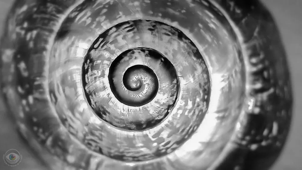 Snail House Spiral