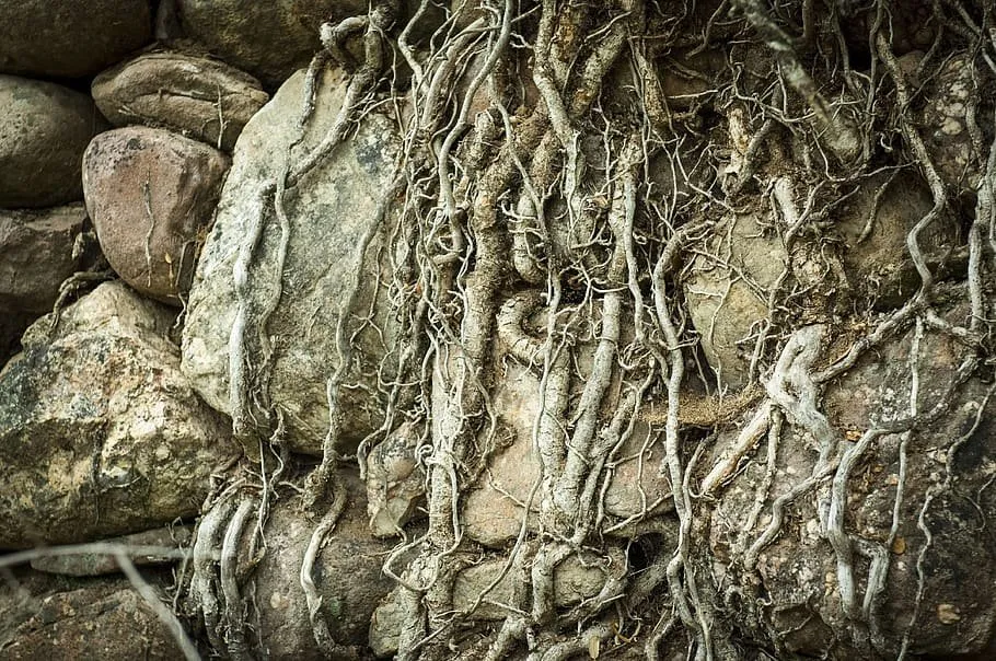 texture_roots_tree_bark_trunk_old.jpg