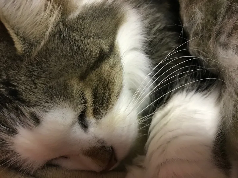 a caturday tucker lapcat 1.jpg