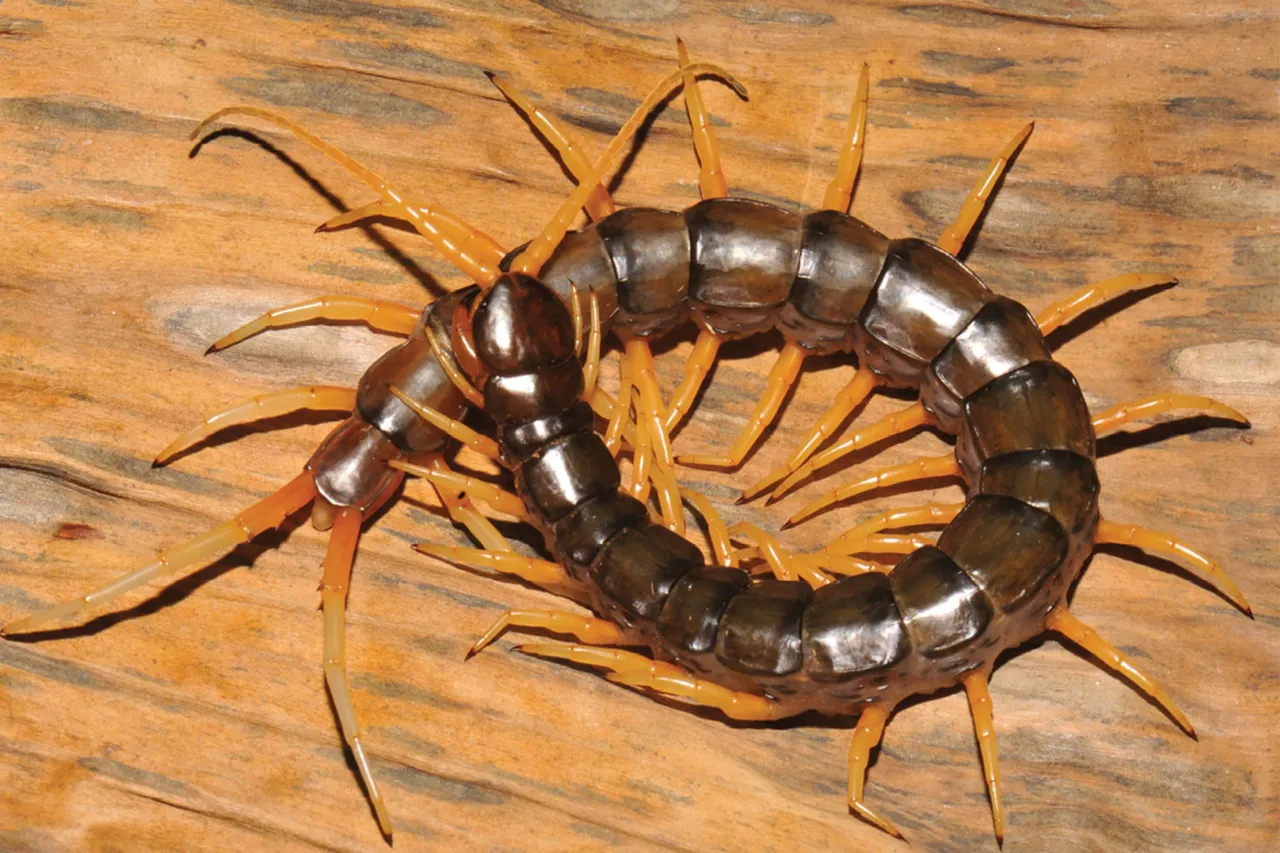 01-giant-centipede-water natgeo.webp