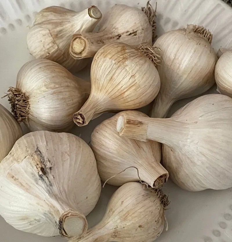 hivegarden-foodiesbeehive-garlic-1.jpg