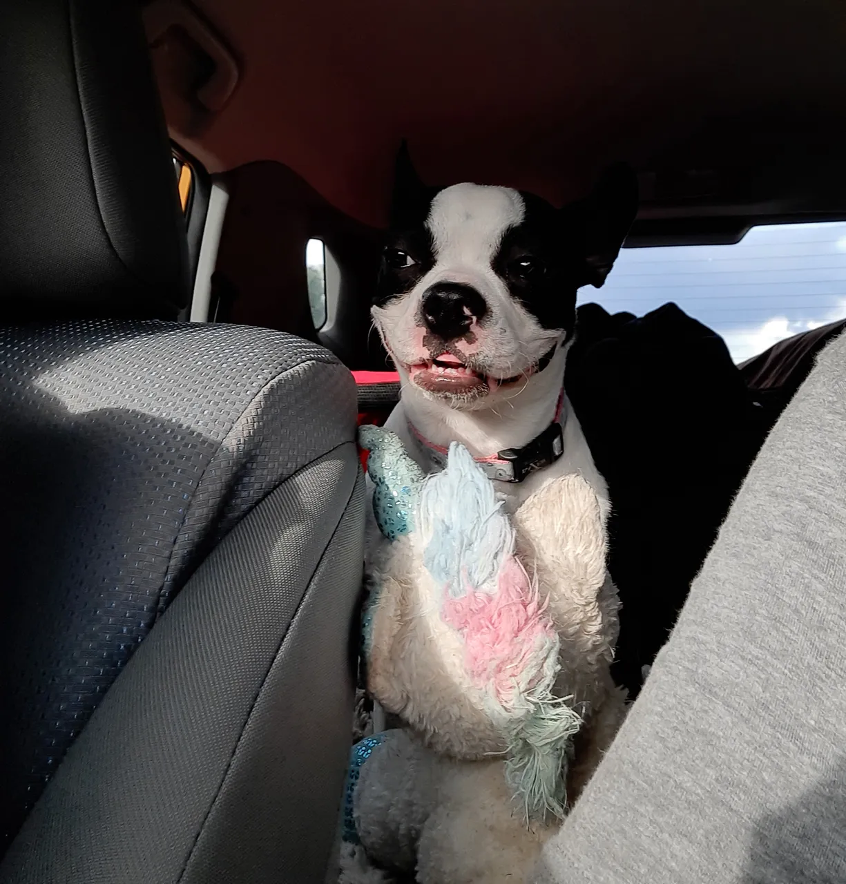 Pipers first road trip (1).jpg