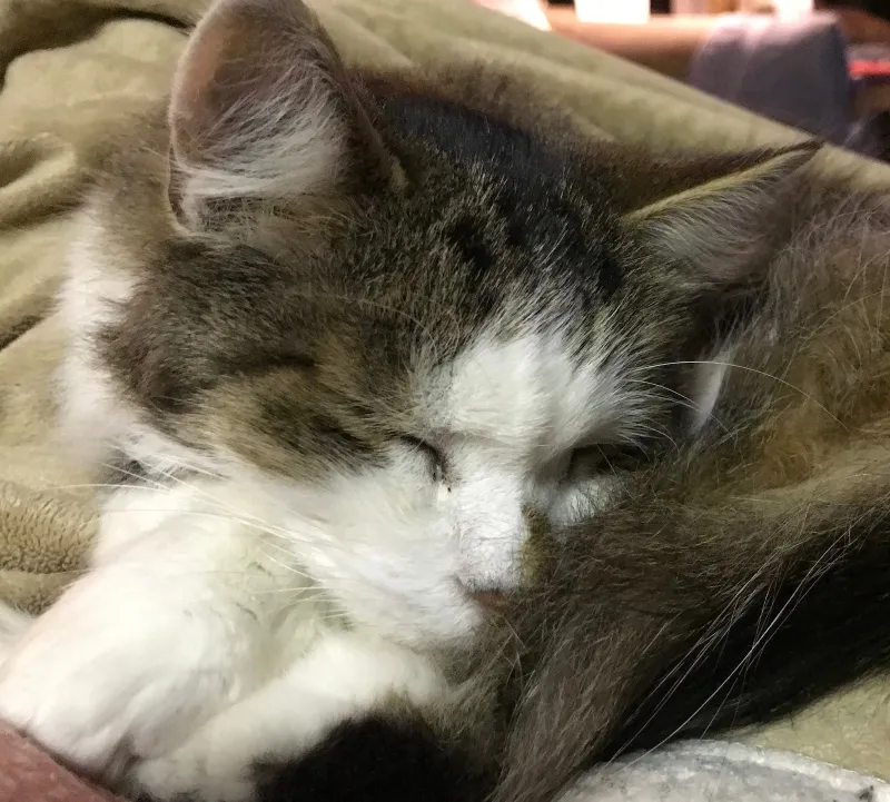 a caturday tucker lapcat 6.jpg