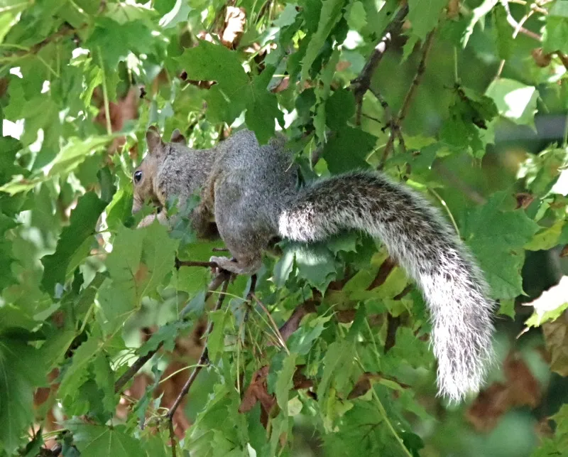 animals-amazingnature-squirrels-6a.jpg