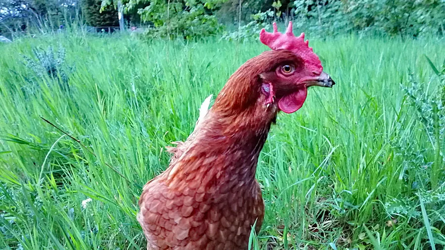 chicken-componund-20190528-900x506.jpg