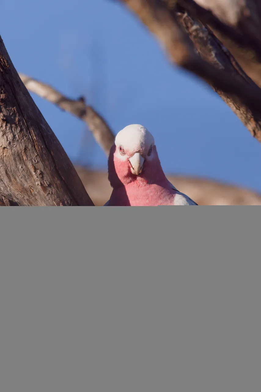20200726 Galah 02 HS Galah.jpg