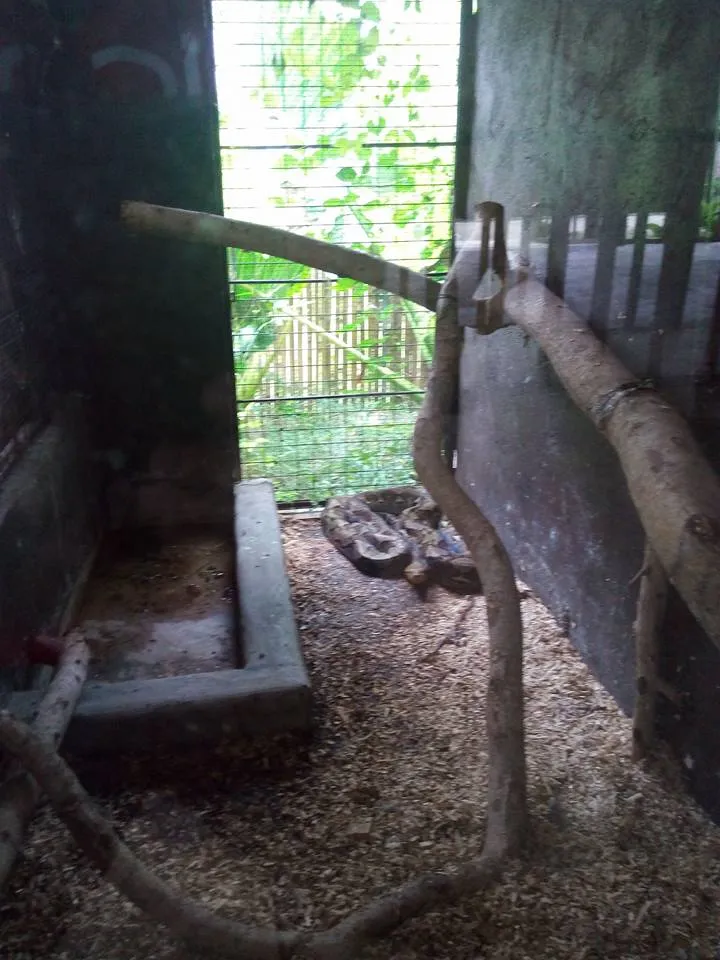 A python in the crocodile farm