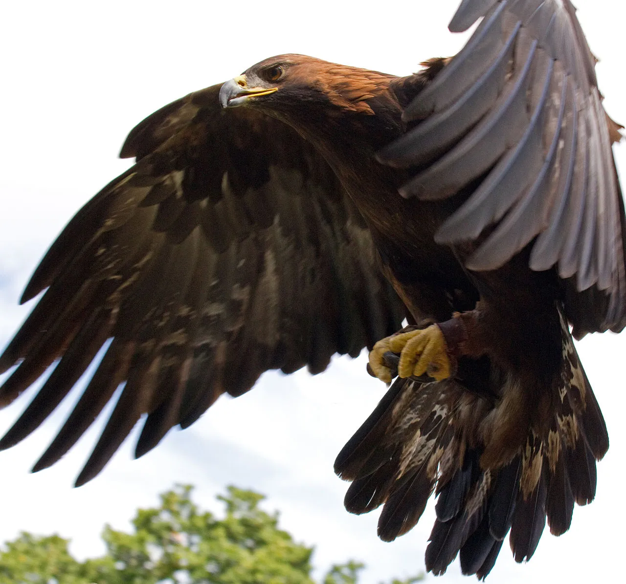 1280px-Golden_Eagle_in_flight_-_5.jpg