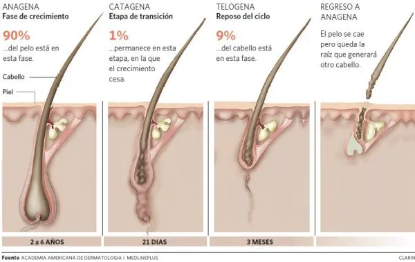 ciclo-cabello-clafil20120731-0003.jpg