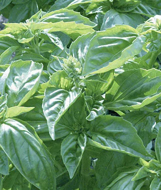 herbs basil genovese burpee.jpg