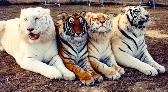 four+color+beautiful+tigers.png