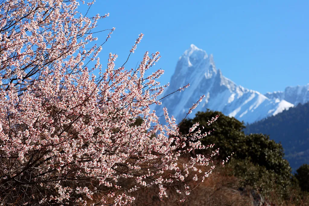 Adventures in Tibet Linzhi8.jpg