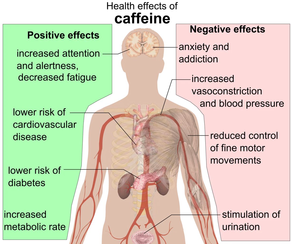 1229px-Health_effects_of_caffeine.png