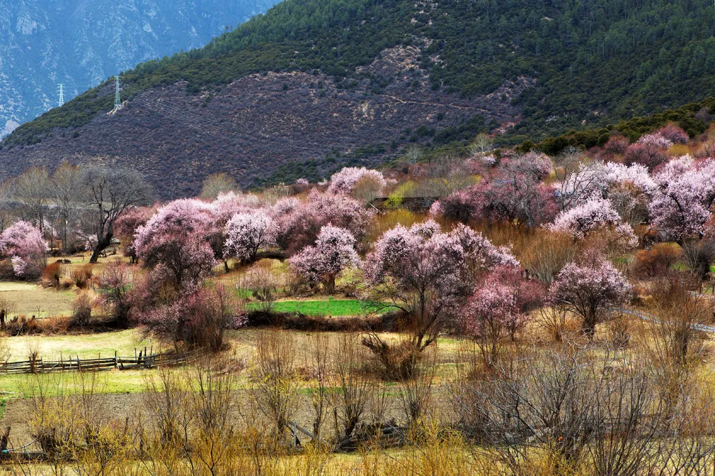 Adventures in Tibet Linzhi5.jpg