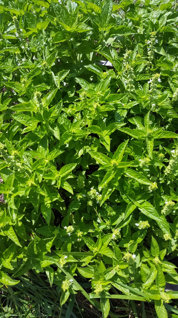 Serenity Valley Farms Basil.jpg