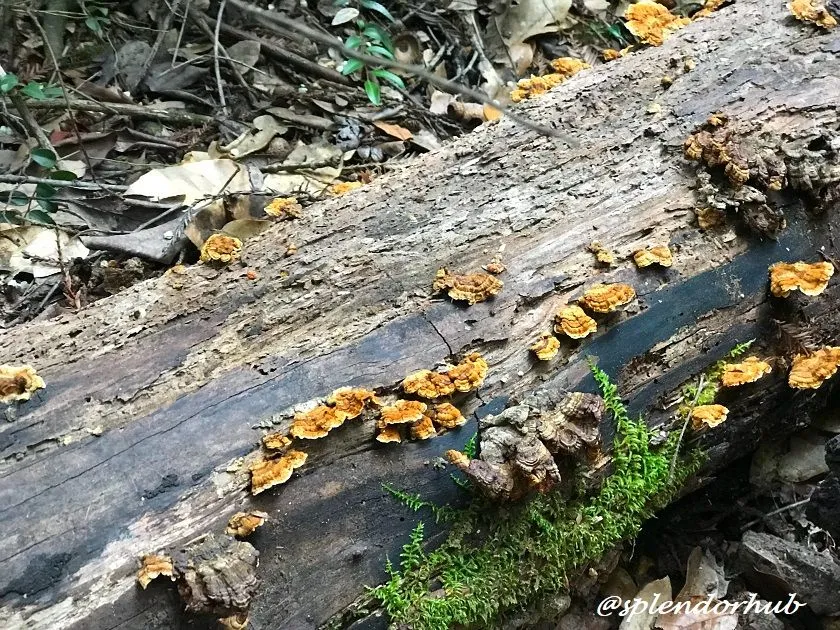 @splendorhub Tree mushrooms.JPG