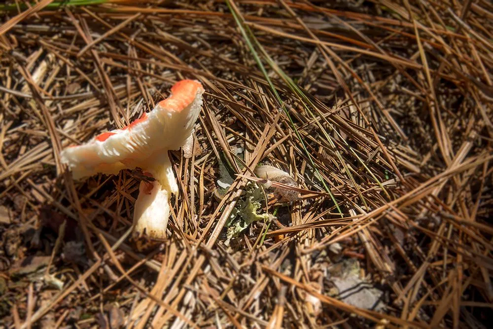 Russula emetica Slug01smaller.jpg