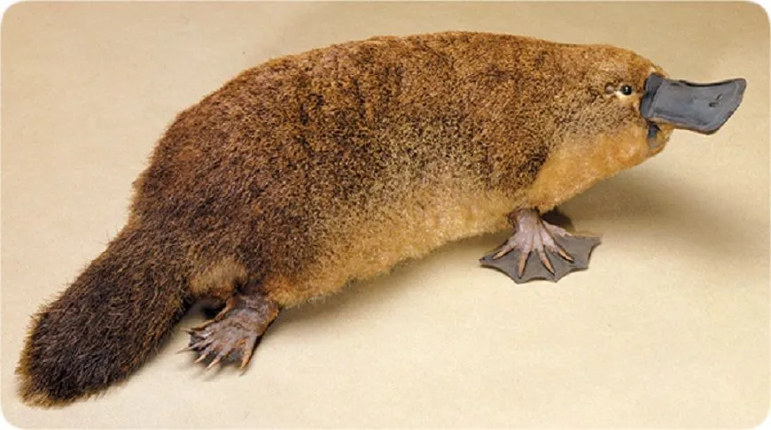 lifesciences-platypus 333333333.jpg