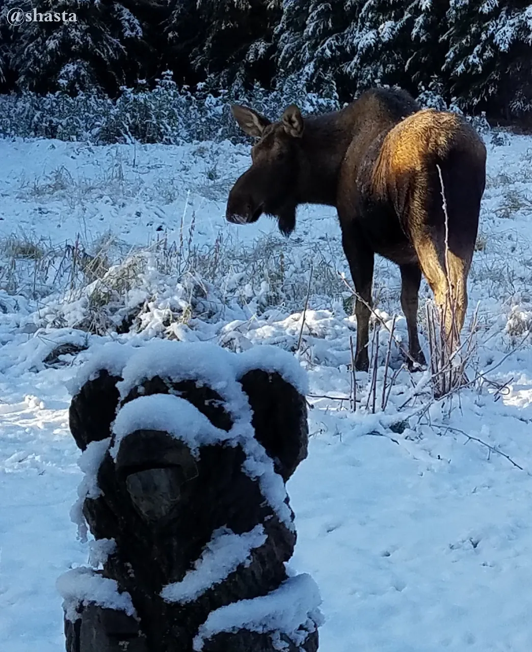 shasta2017nov6th2017moosemonday5i.jpg