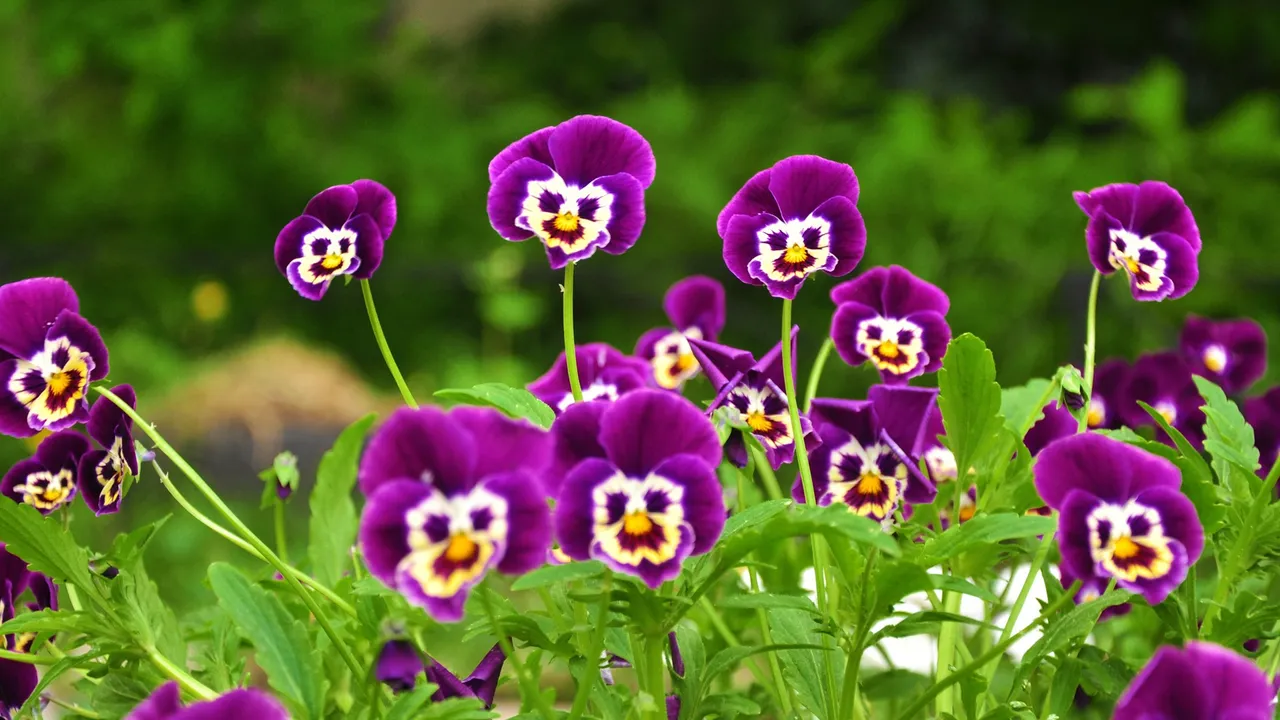 funny-purple-flowers-HD-wallpaper.jpg