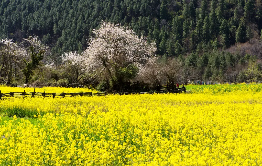 Adventures in Tibet Linzhi1.jpg