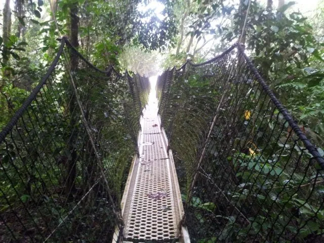 3-the-canopy-walk-at-obudu-resort.jpg