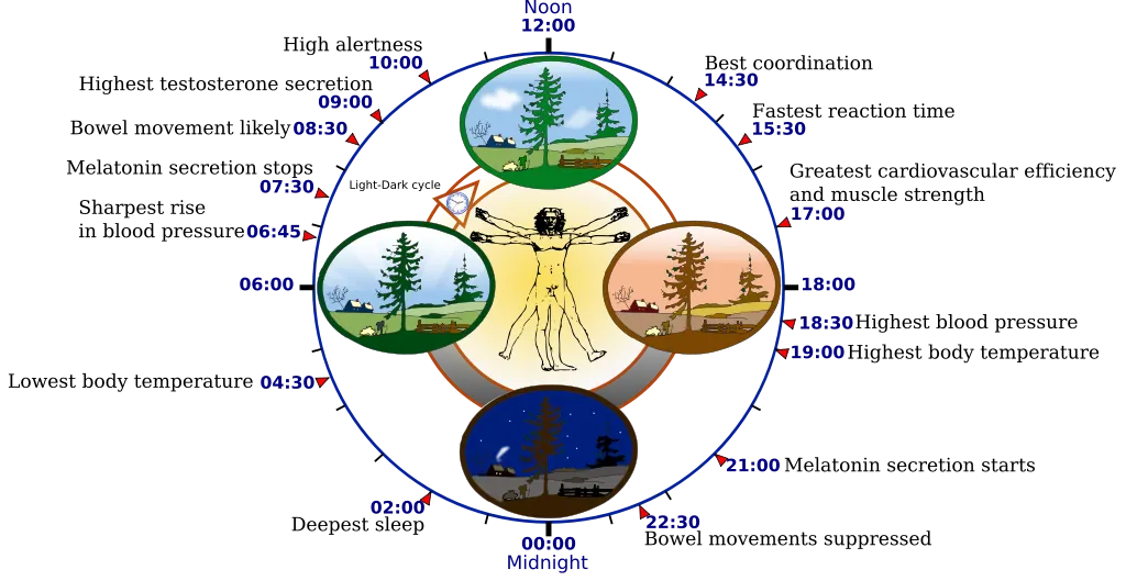1024px-Biological_clock_human.svg.png