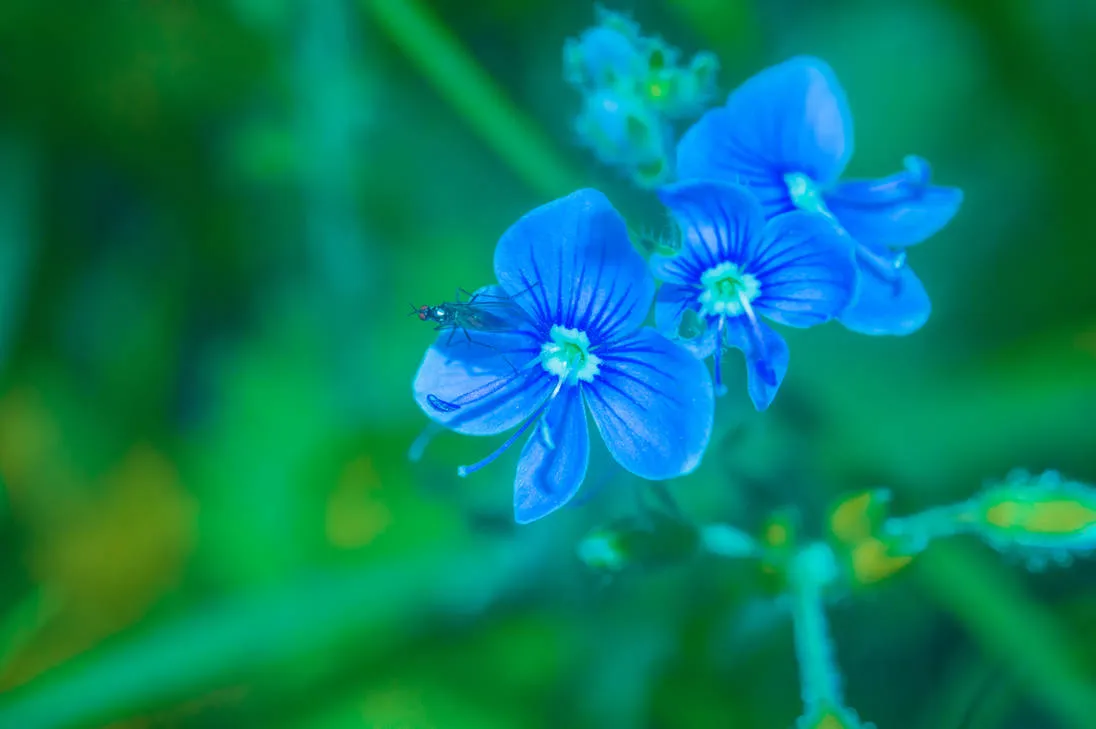 flower1