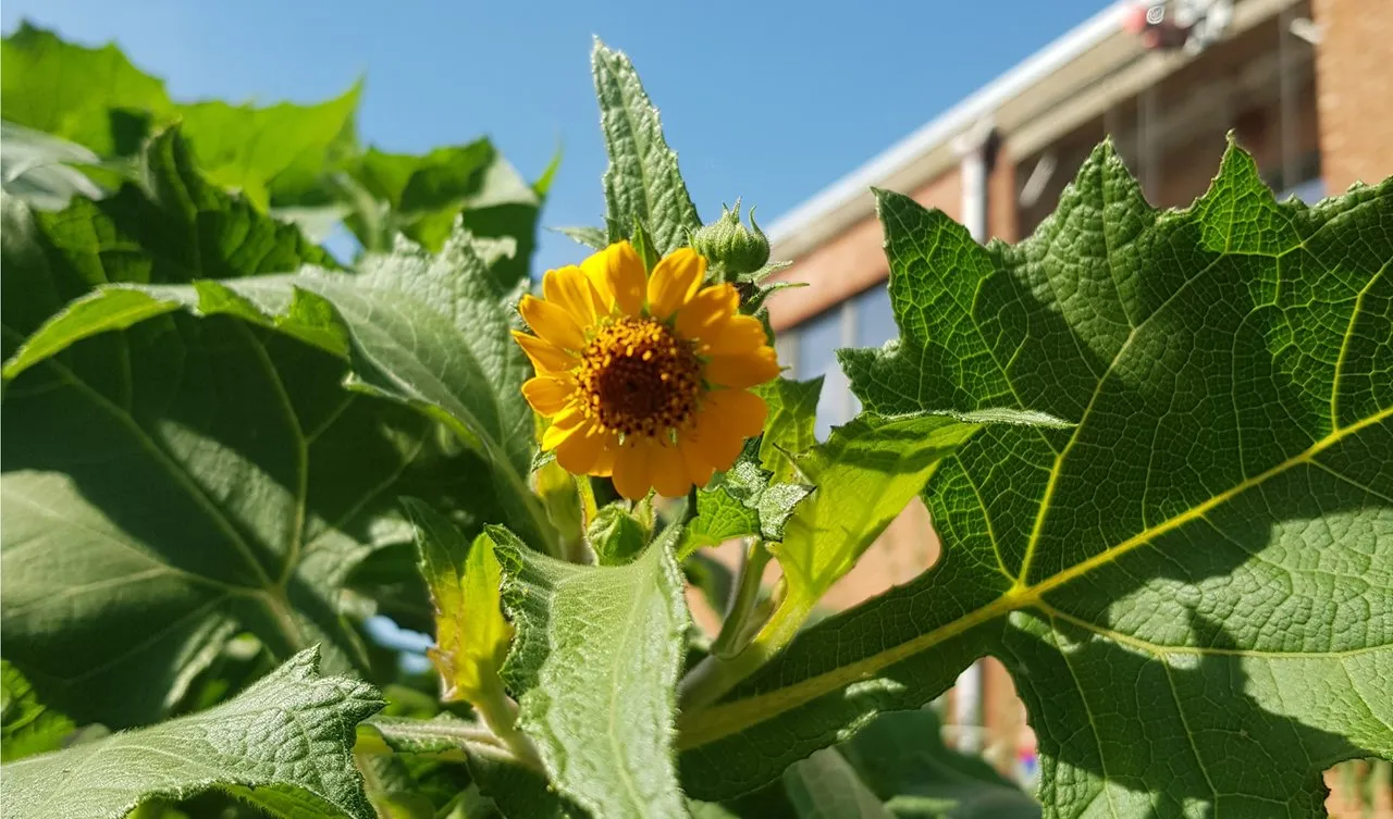 Yacon flower