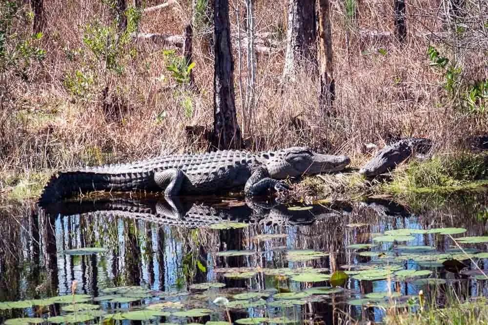 Okefenokee Alligators