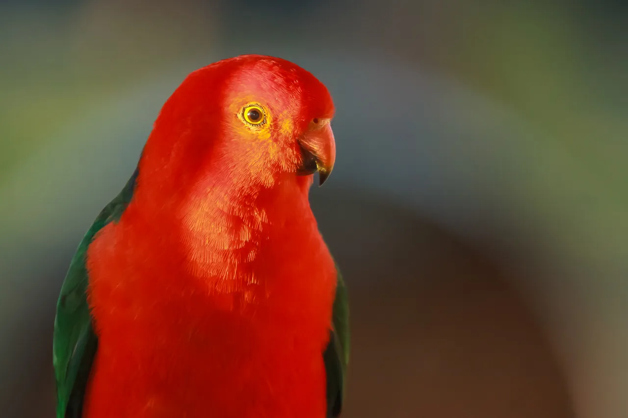 kingparrot.jpg