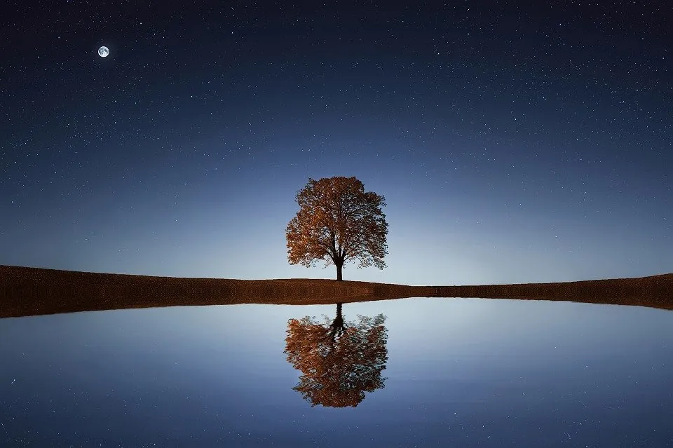 tree-838667_960_72078c41.jpg