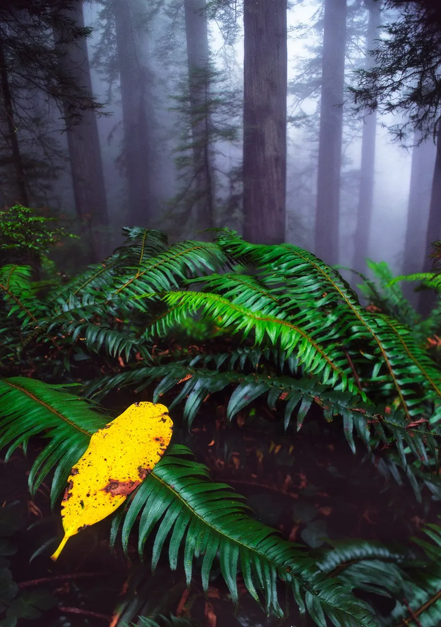 Fallen Rhododendron Leaf