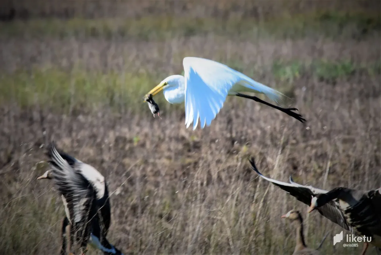 405opj13kzkemta4_swanhunting1.jpg