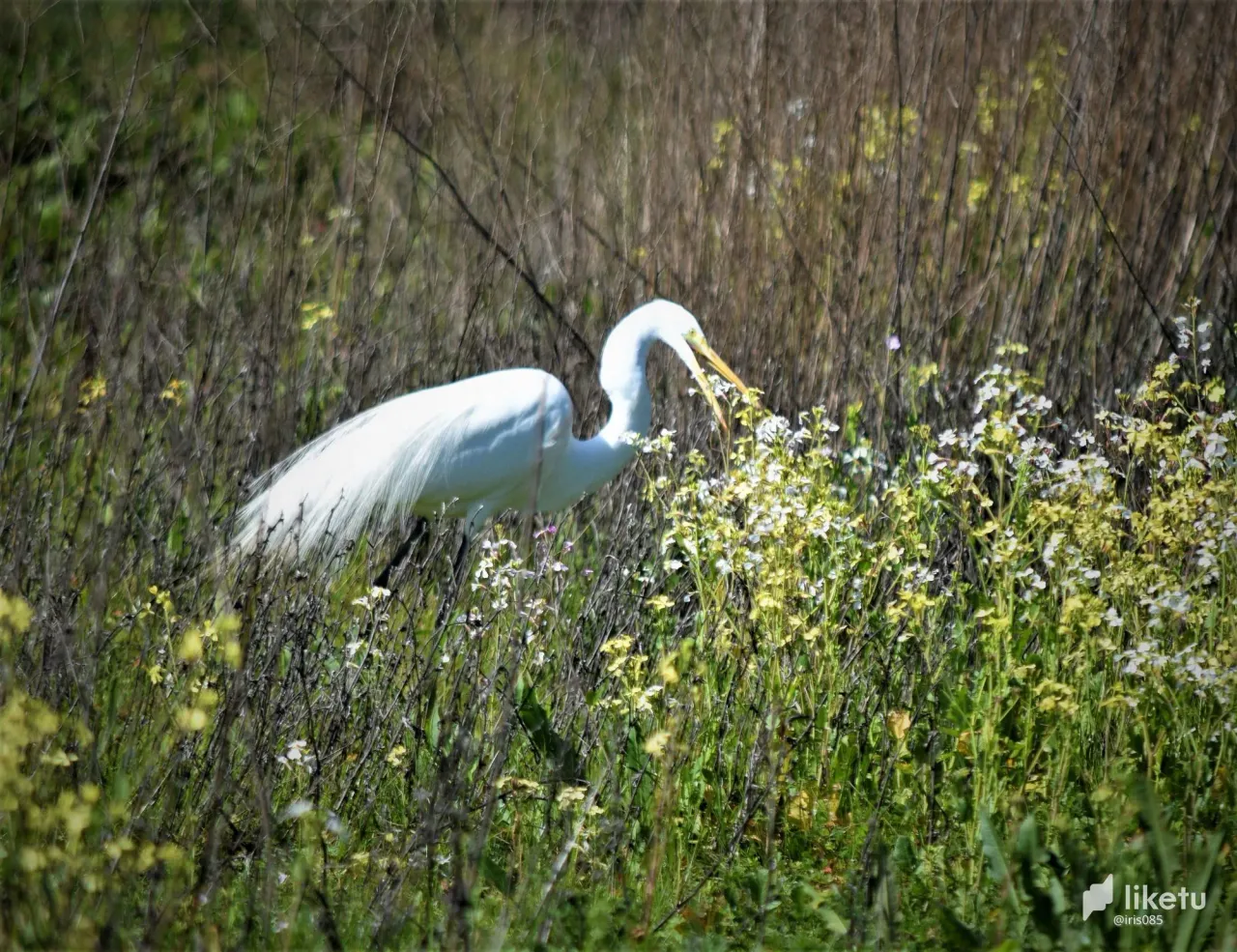 405opj1pkzkemvdv_swanhunting7.jpg