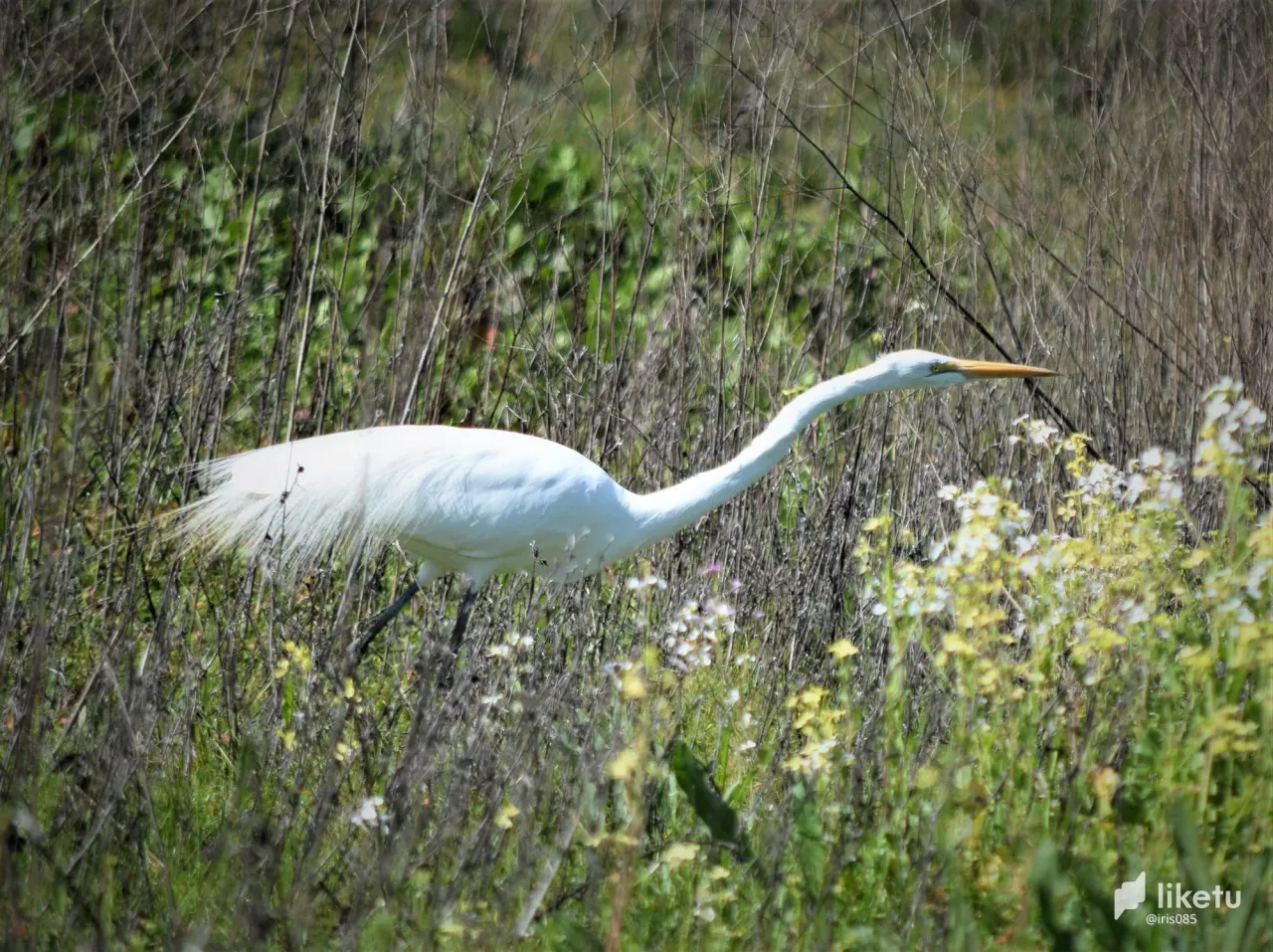 405opj20kzkemc5k_swanhunting6.jpg