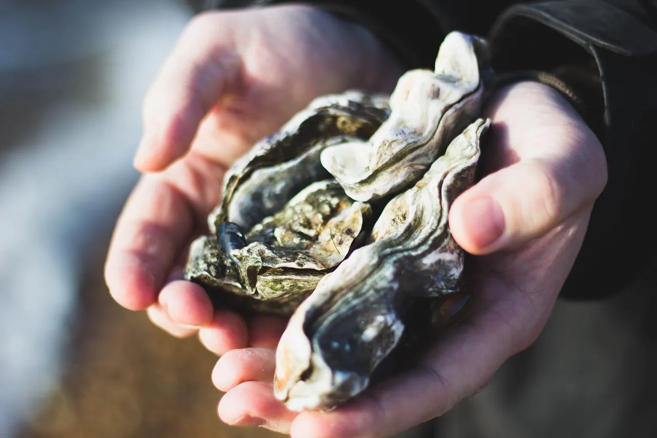 A handful of oysters.