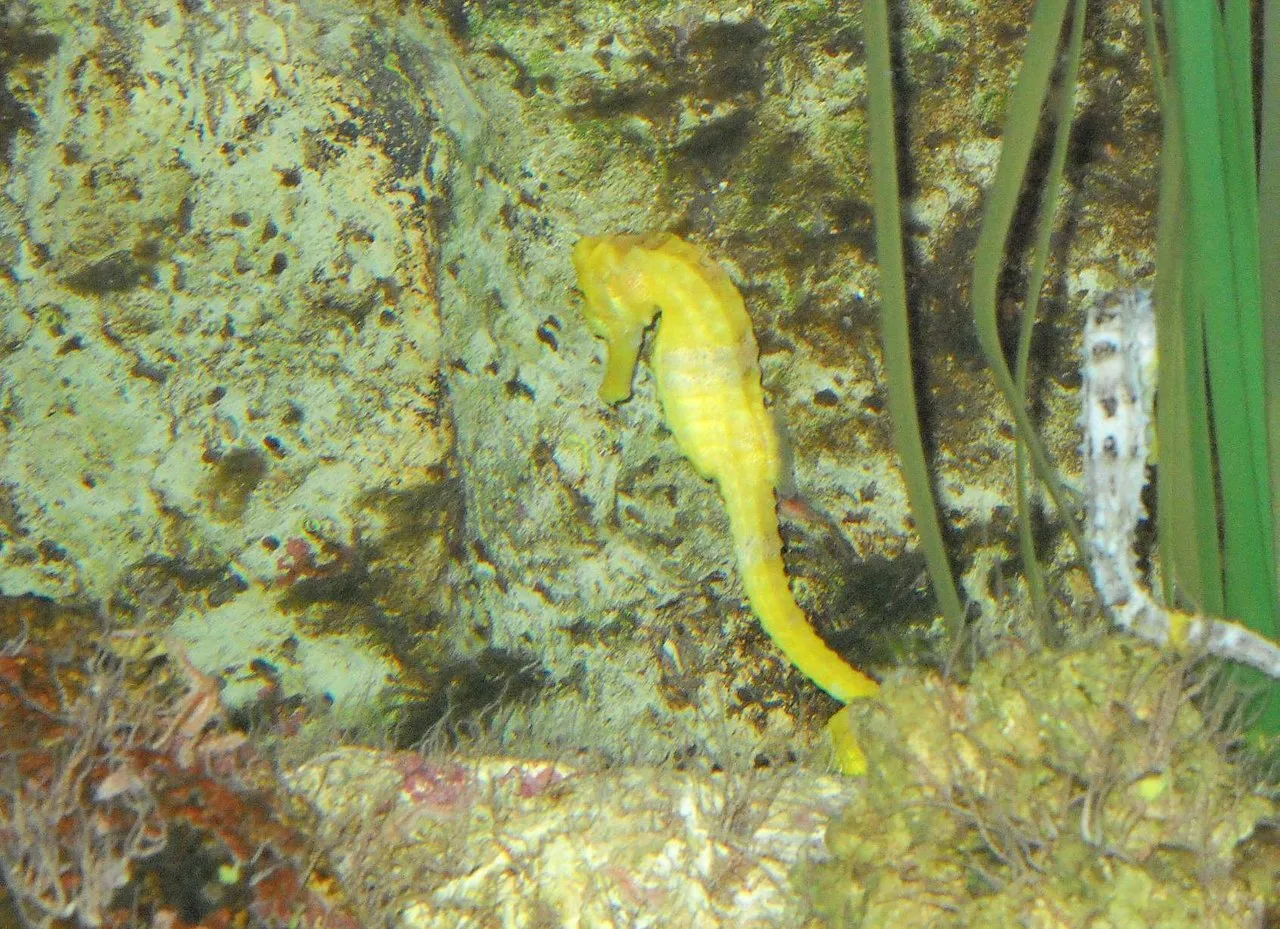 seadbeady.jpg