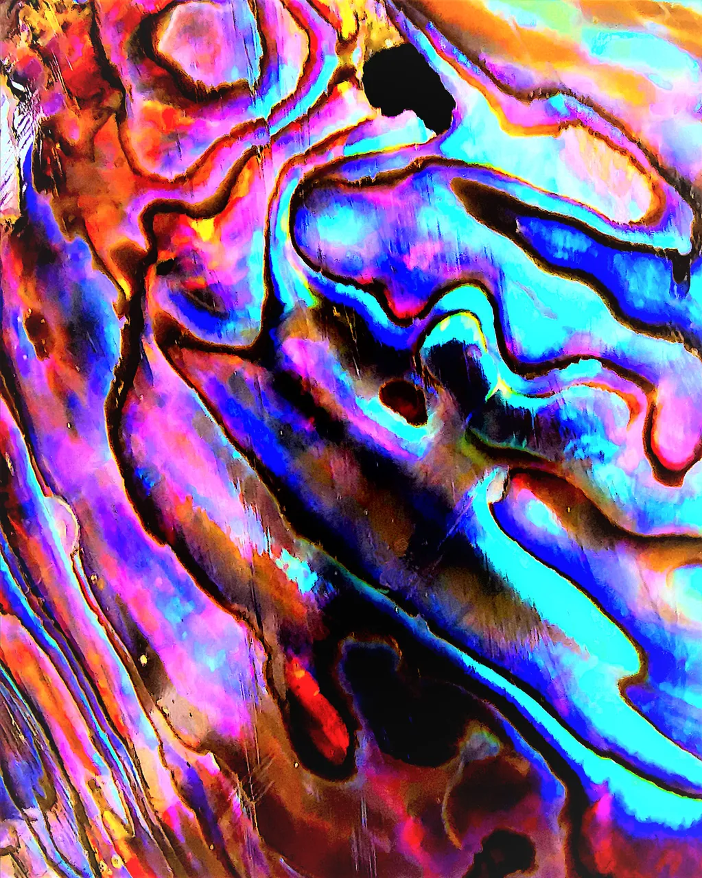 Paua1 2.jpg