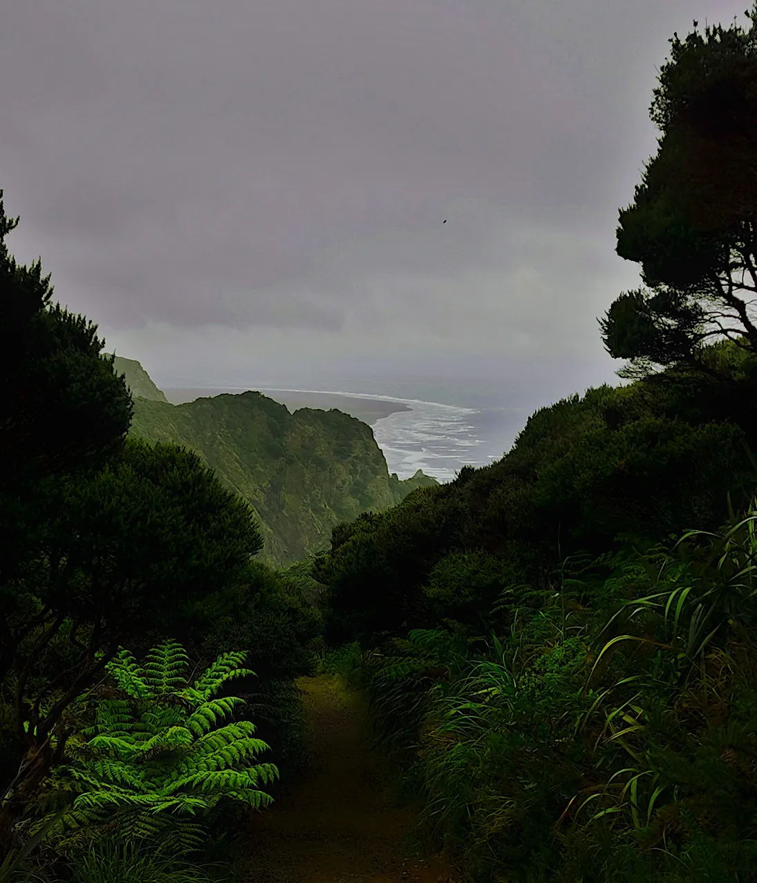 Piha3THM.jpg