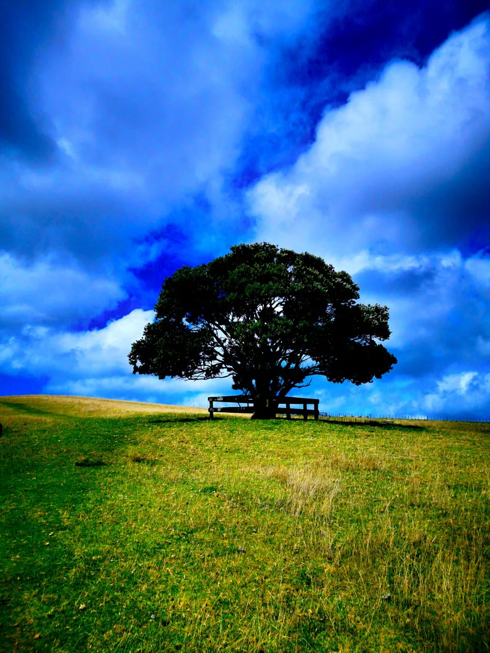 Tree6thm.jpg